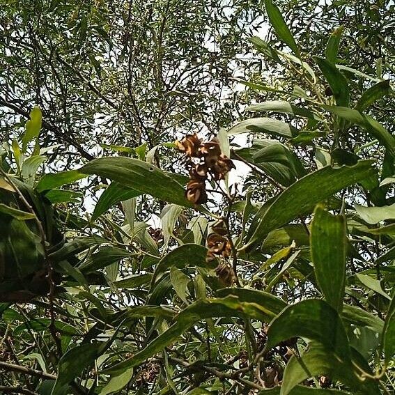 Acacia auriculiformis Vrucht