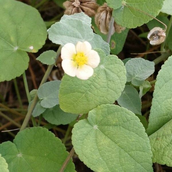 Abutilon hirtum Feuille