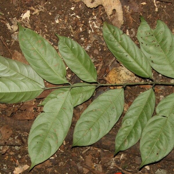 Pauridiantha talbotii Leaf