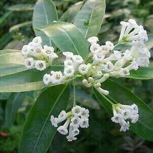 Cestrum diurnum Flower