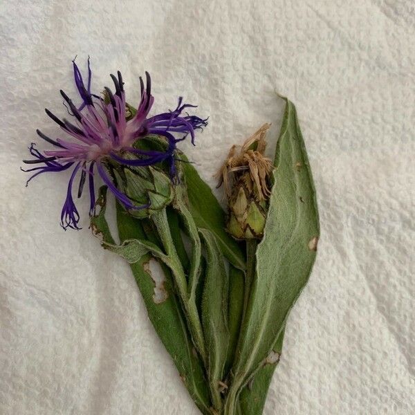 Centaurea lugdunensis Bloem