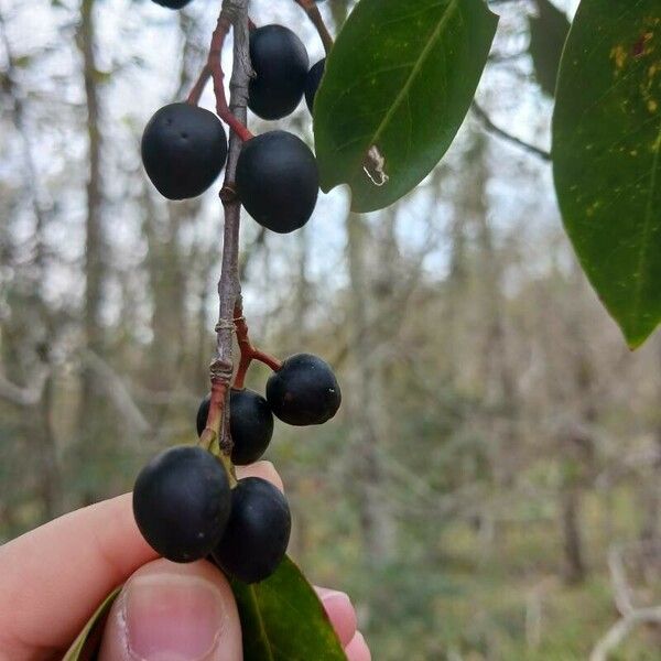 Prunus caroliniana Fruto