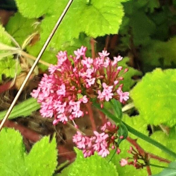 Valeriana lecoqii Kukka