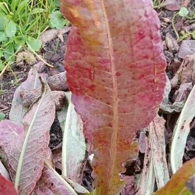 Rumex crispus Folha