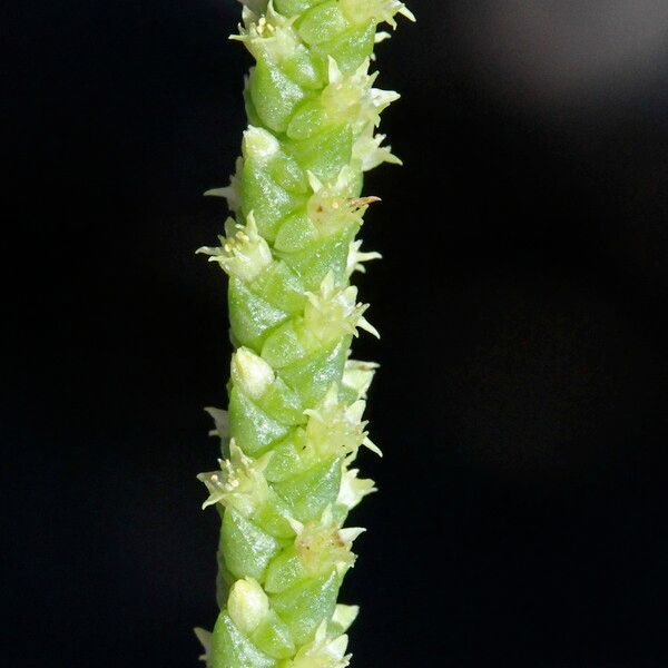 Crassula muscosa 花