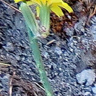 Chondrilla juncea Blüte