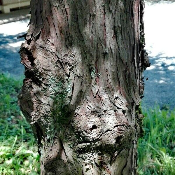 Fitzroya cupressoides Bark