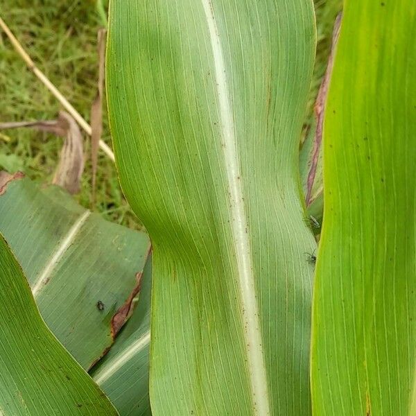 Sorghum bicolor Yaprak