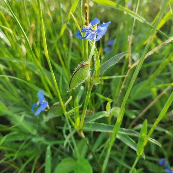 Commelina forskaolii Цветок