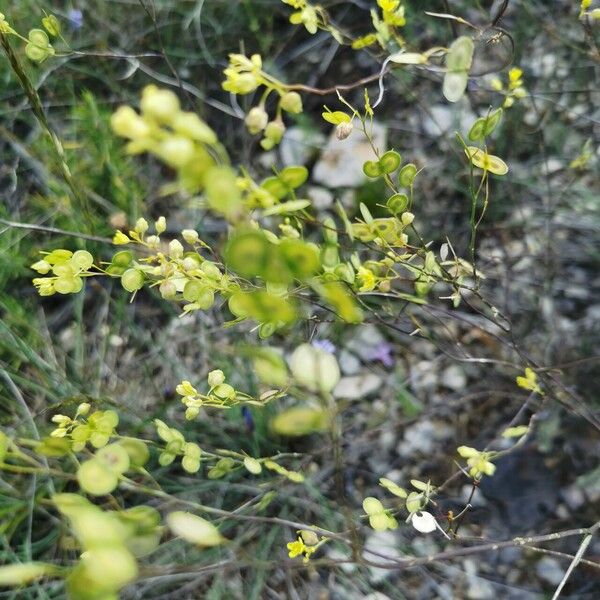 Biscutella lima Fruit