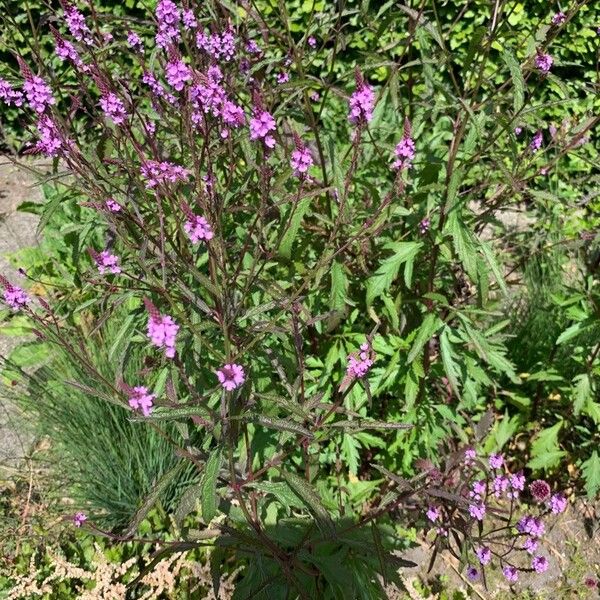 Verbena hastata Kwiat