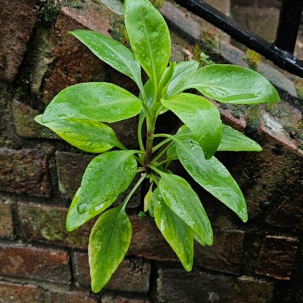 Samolus valerandi Plante entière