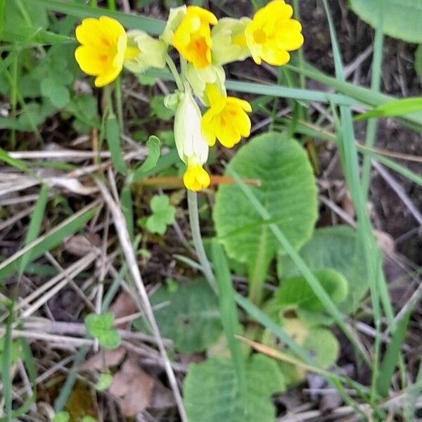 Primula veris عادت