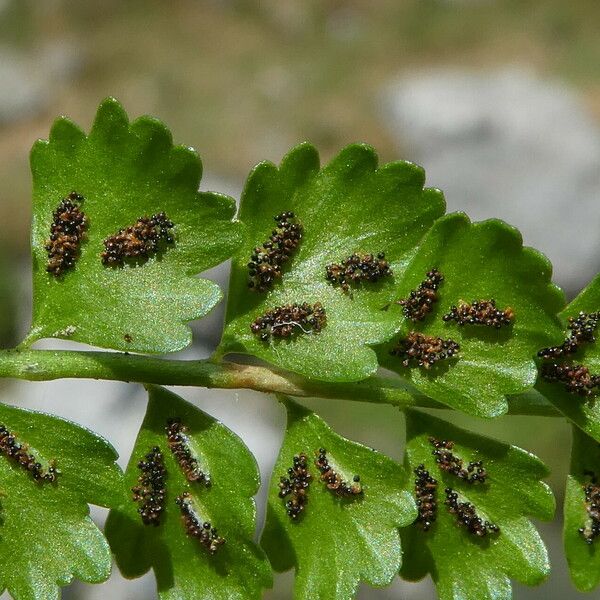 Asplenium viride ᱡᱚ