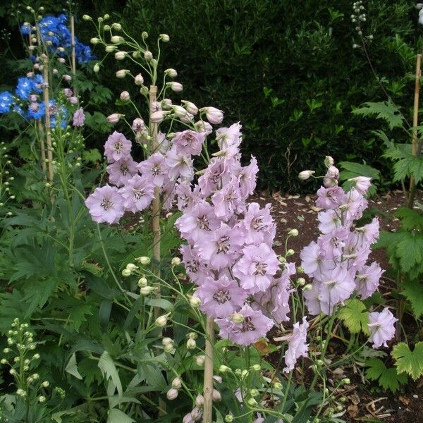 Delphinium elatum Flor