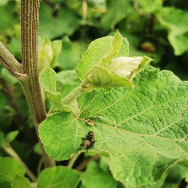 Arctium tomentosum Kéreg