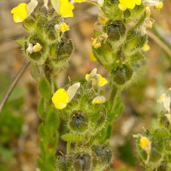 Linaria arenaria Other