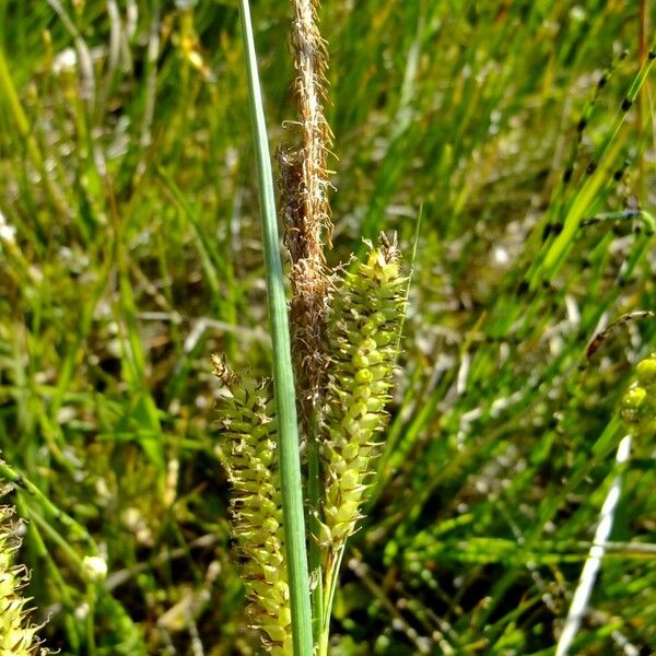 Carex rostrata Other