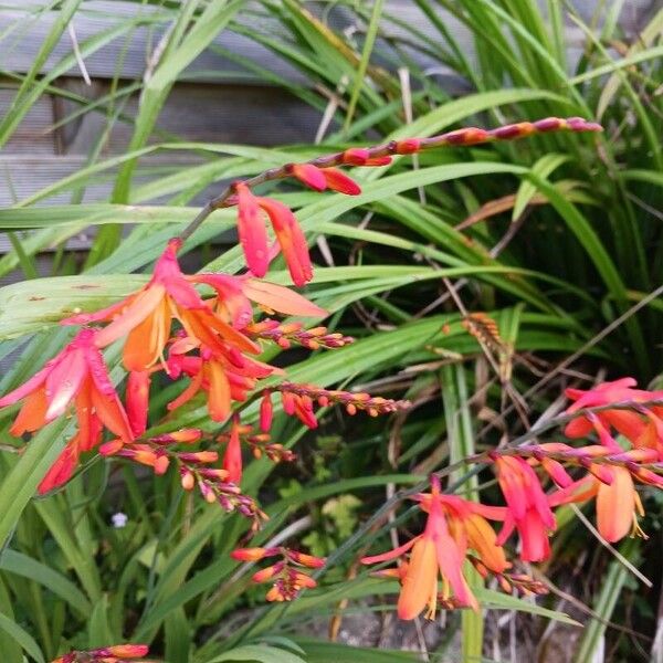 Crocosmia aurea Λουλούδι