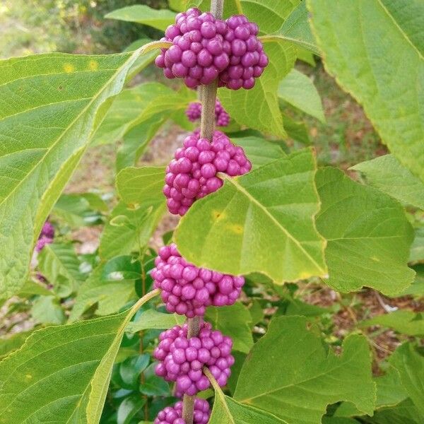 Callicarpa americana Lehti