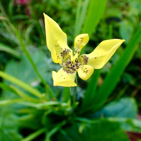 Trimezia steyermarkii 花