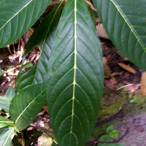 Sanchezia oblonga Leaf