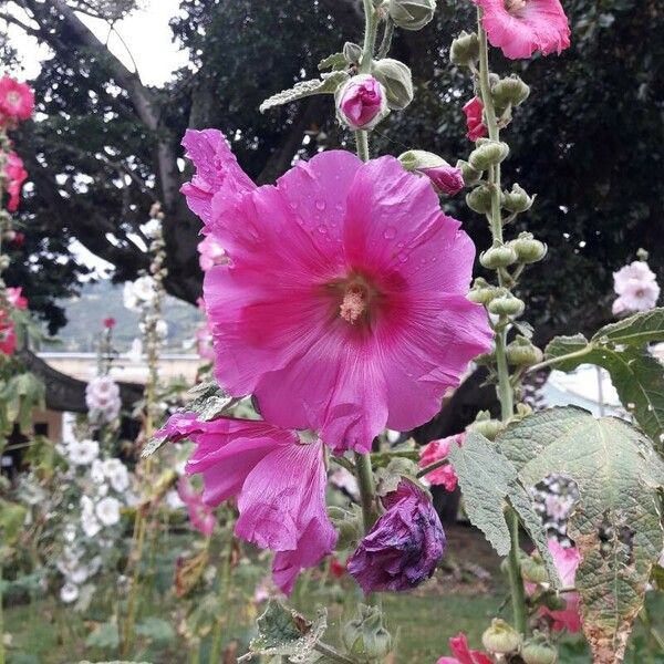 Alcea setosa Flor