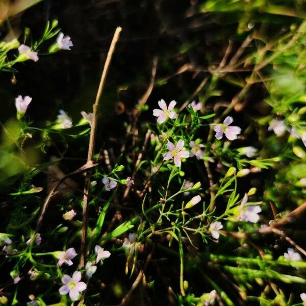 Gypsophila muralis Листок