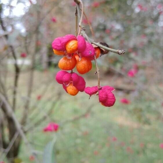 Euonymus europaeus Фрукт