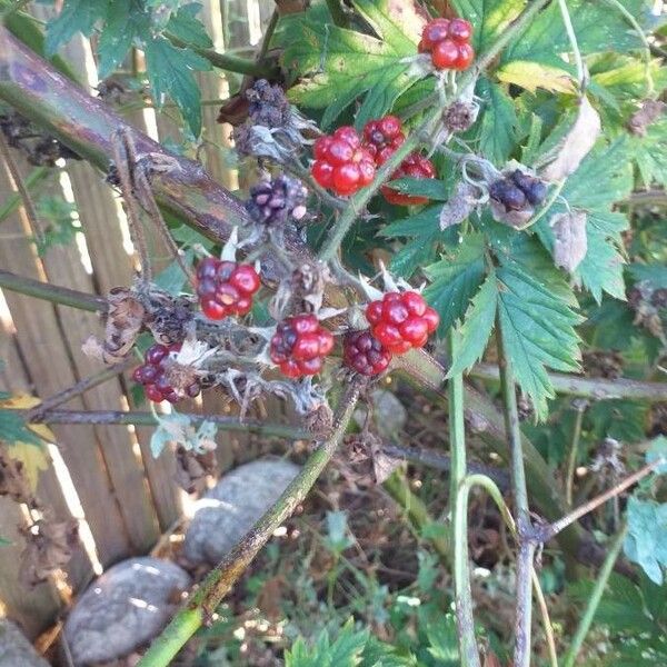 Rubus nemoralis Fruit