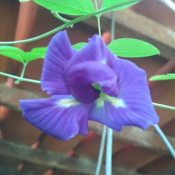 Clitoria ternatea Blomst