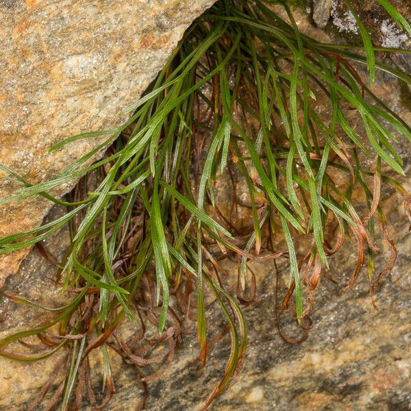 Asplenium septentrionale Hostoa