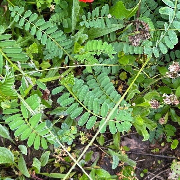 Astragalus boeticus Leaf