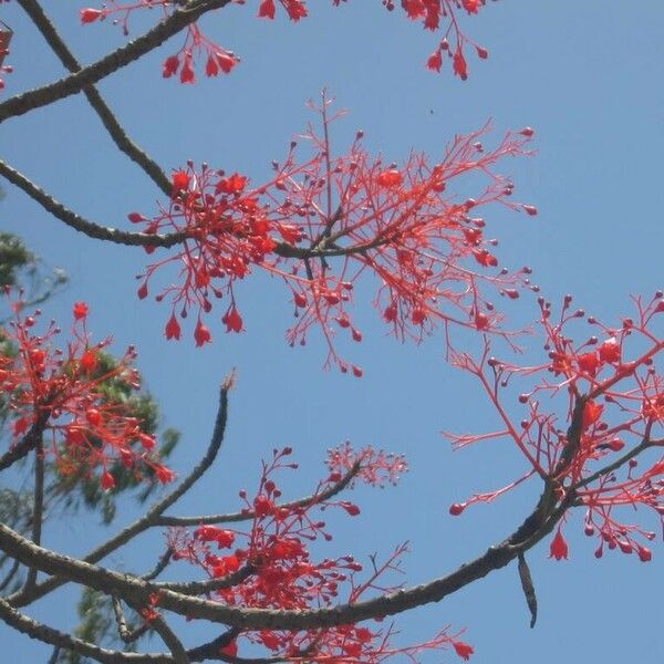 Brachychiton acerifolius Žiedas