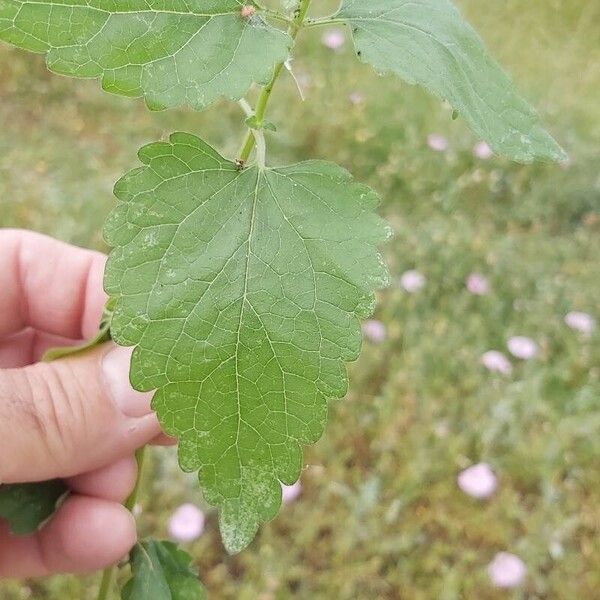 Scutellaria columnae Φύλλο