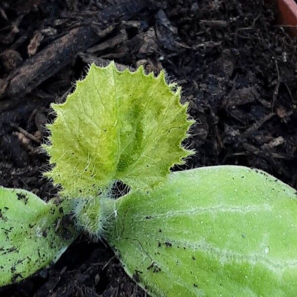 Cucurbita pepo Blatt