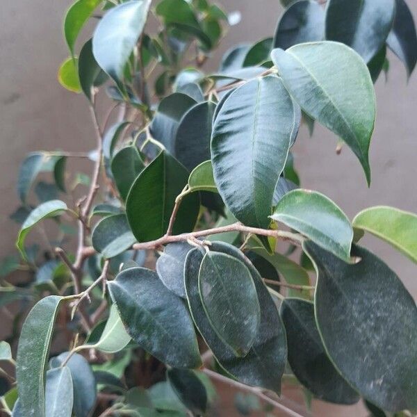 Ficus retusa List