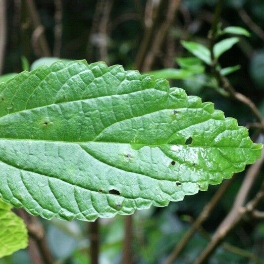 Boehmeria japonica Leaf