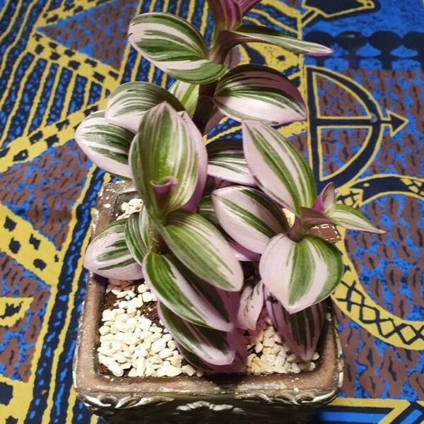 Tradescantia fluminensis برگ