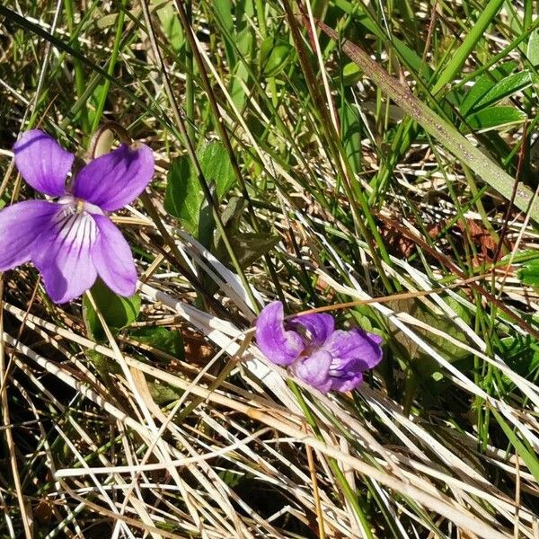 Viola canina Flower