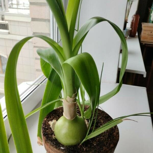 Albuca bracteata অভ্যাস