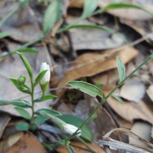 Evolvulus sericeus Leaf