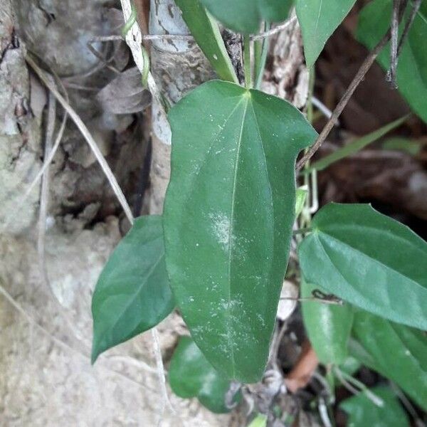 Thunbergia fragrans برگ