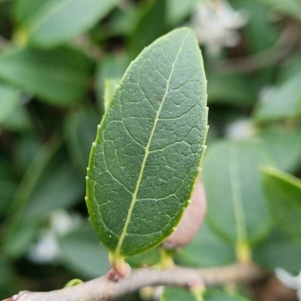 Phillyrea latifolia Φύλλο