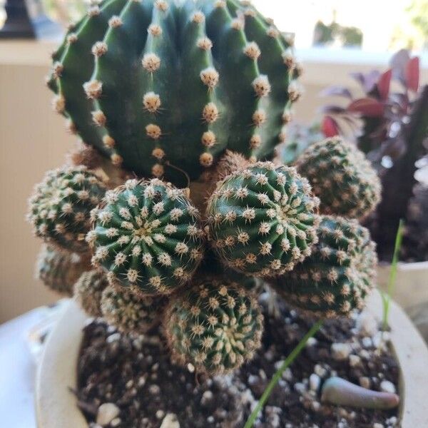 Echinopsis oxygona 葉