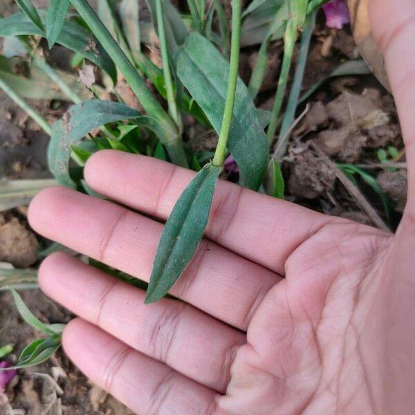 Dianthus chinensis Leaf