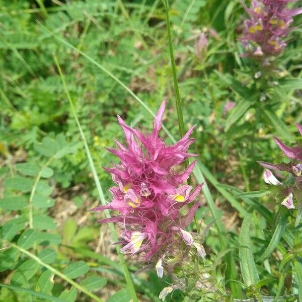 Melampyrum arvense Flor