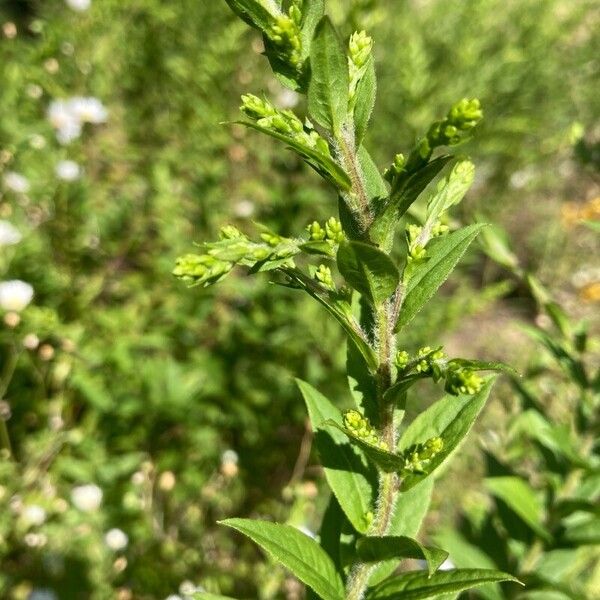 Solidago rugosa Ліст