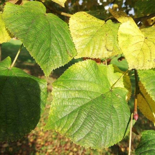 Tilia platyphyllos Blad