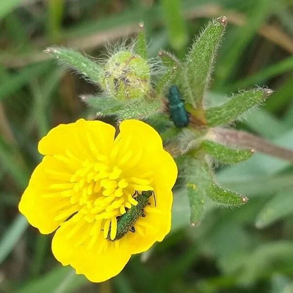 Ranunculus bulbosus Flower